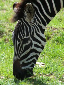 Animal striped portrait