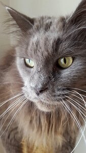 Maine coon gray animals