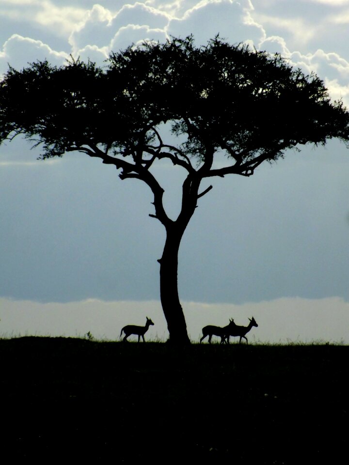 Nature africa acacia