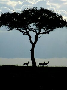 Nature africa acacia
