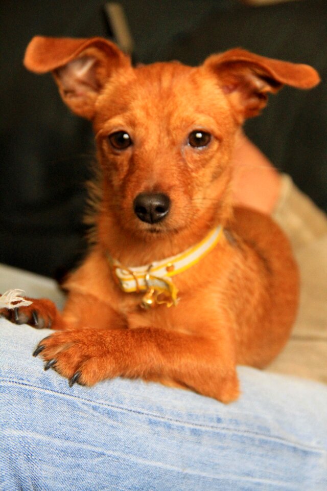 Puppy mascot dog