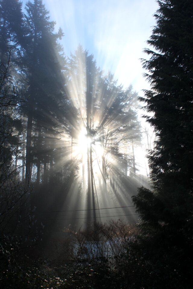Forest light sky