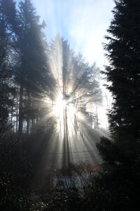 Forest light sky photo