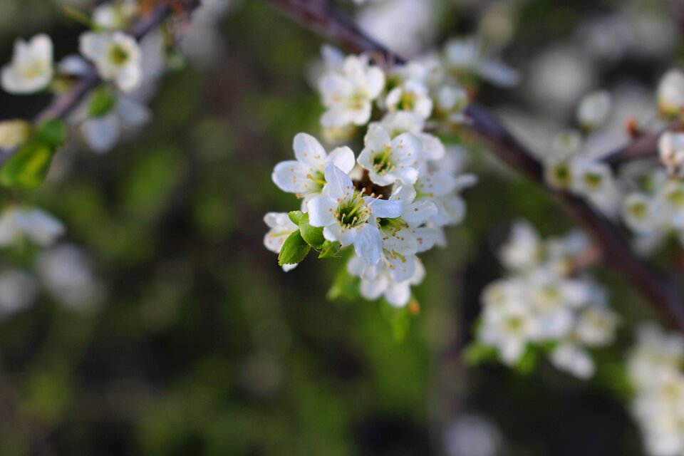 Flowers cherry blossoms flowering twig