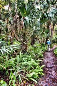 Swamp green palm trees