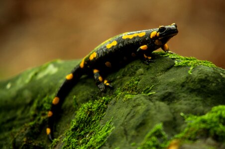 Animal reptile