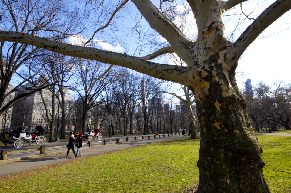 Central park nature tree