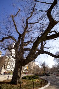 Central park nature tree