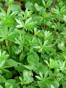 Forest floor fouling green photo