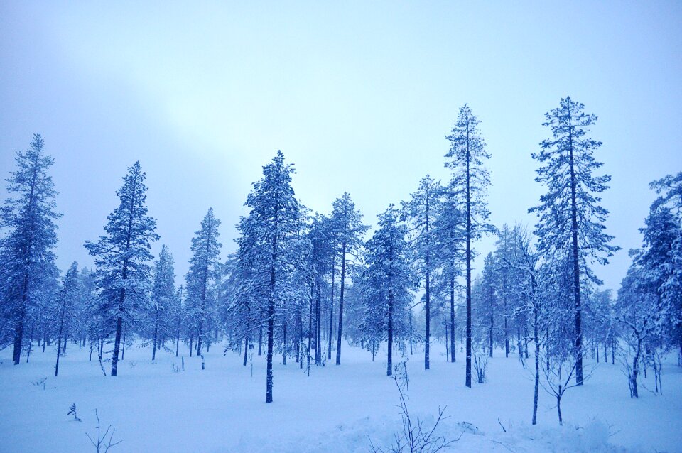 Nature snow tree