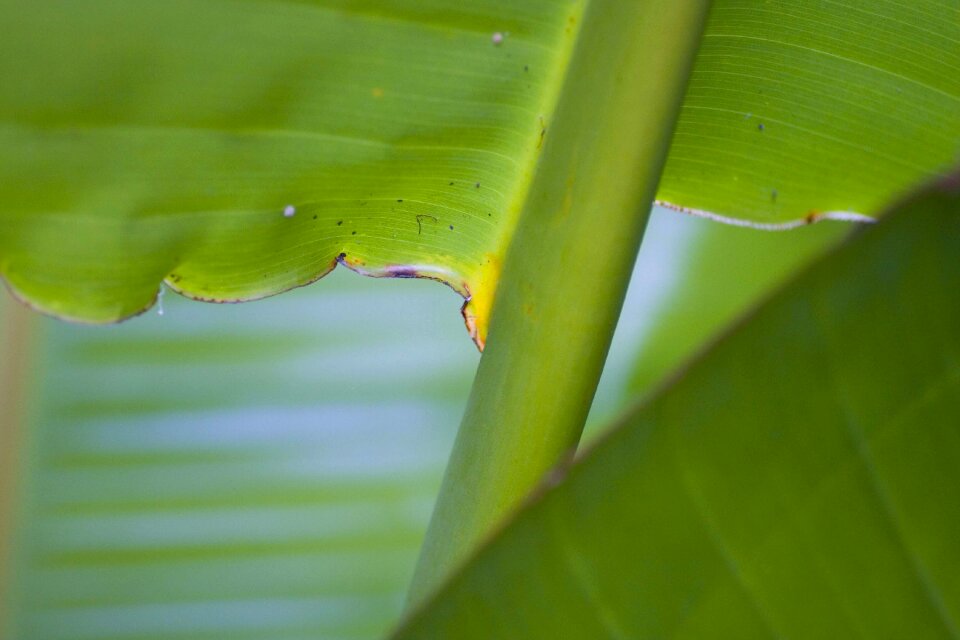 Hawaii green banana