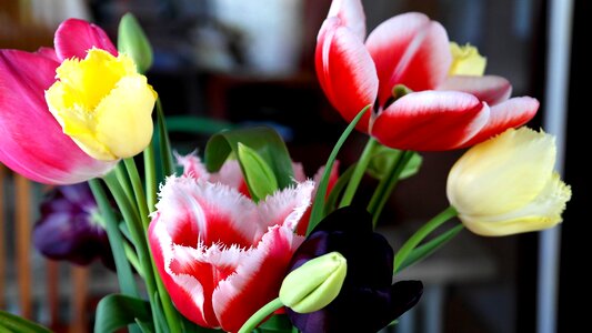 Lily plant ornamental flower photo