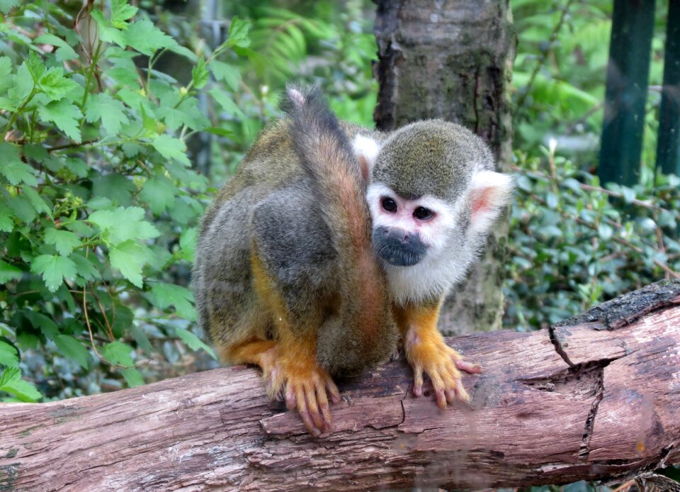 Animal small cute