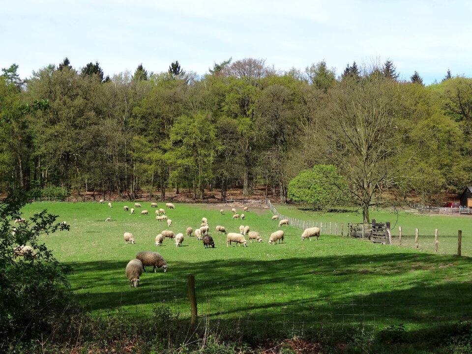 Nature grass meadow