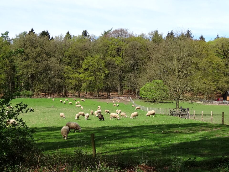 Nature grass meadow photo