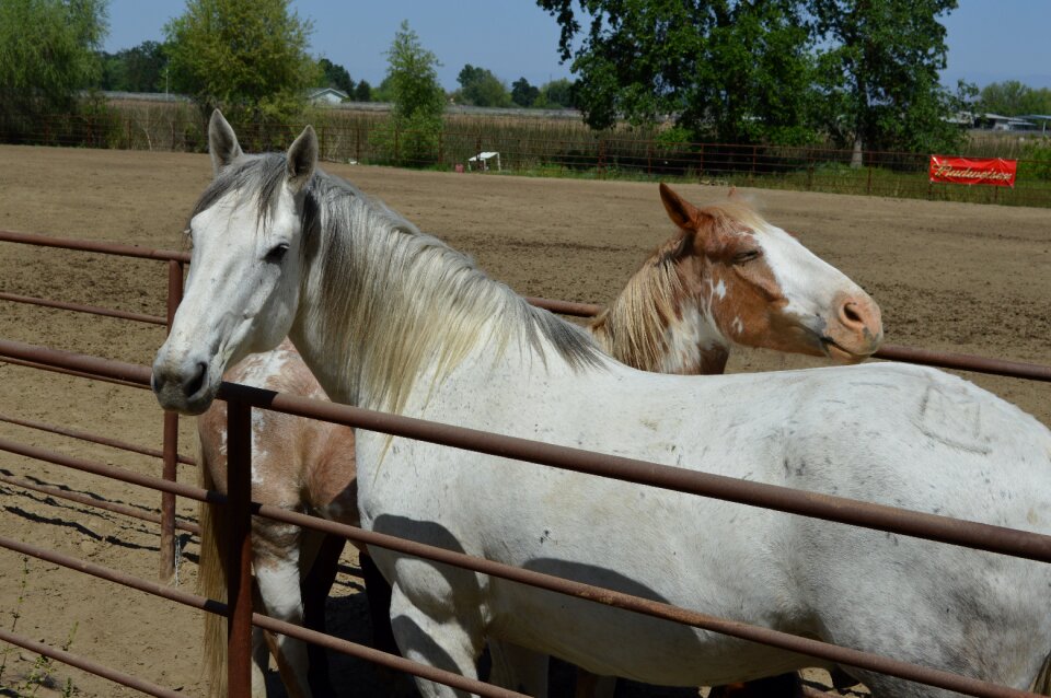 Rodeo stock face animal photo