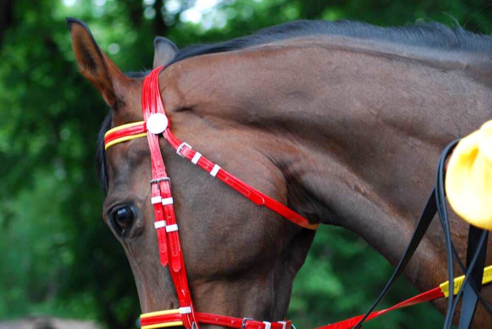 Race horses racecourse