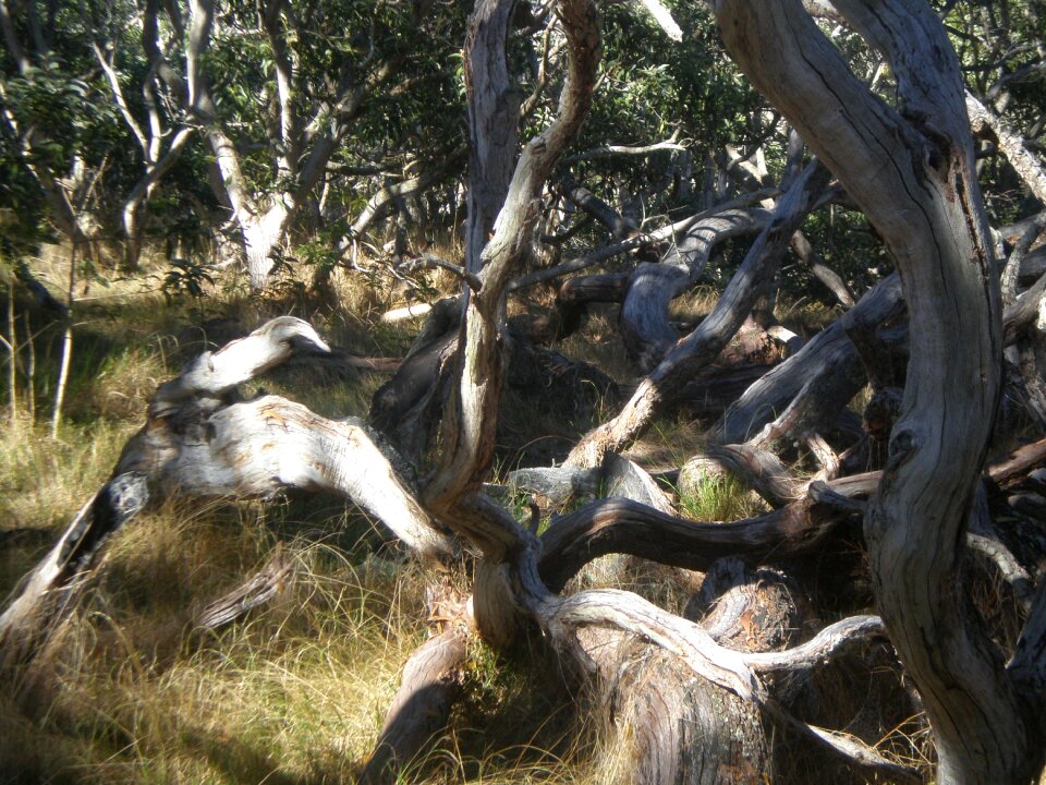 Twisted plant landscape