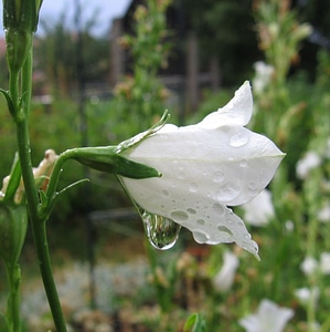 White drop of water flower photo