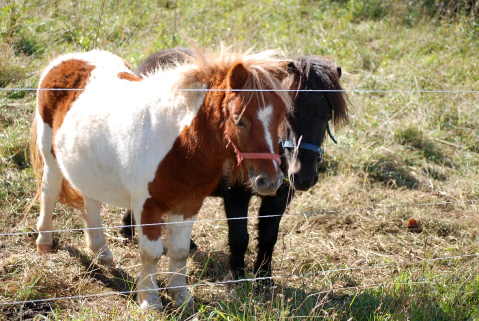 Horses coupling ride