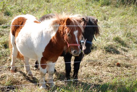 Horses coupling ride
