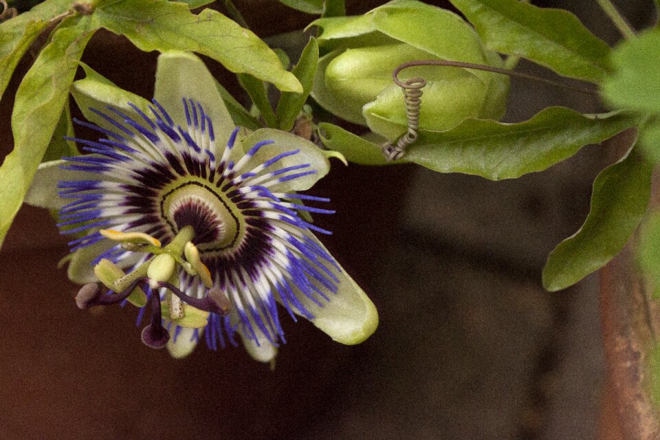 Passion plant hanging down