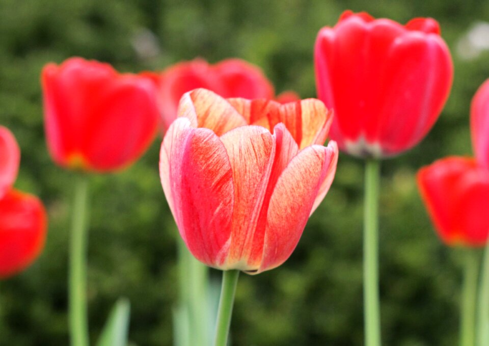 Floral colorful easter
