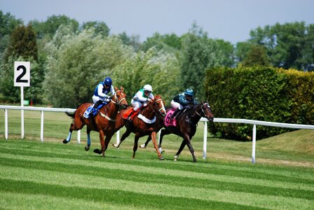 Race horses racecourse photo
