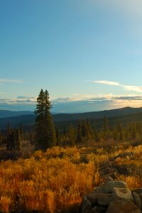 Tundra summer forest