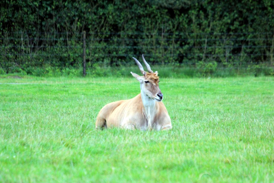 Nature animal world creature