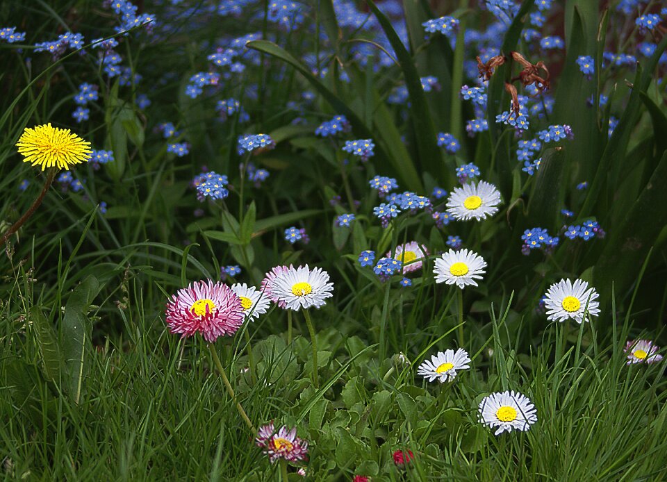 Daisies nots flowering