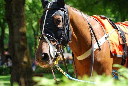 Race horses racecourse photo