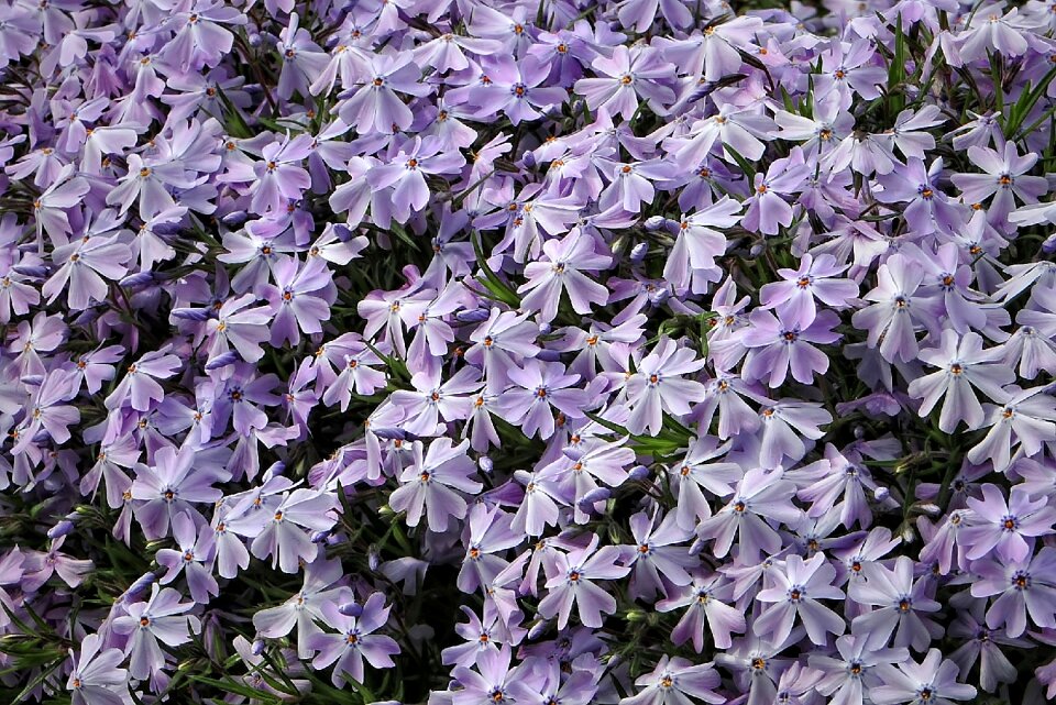 Flowers blütenmeer flower fullness