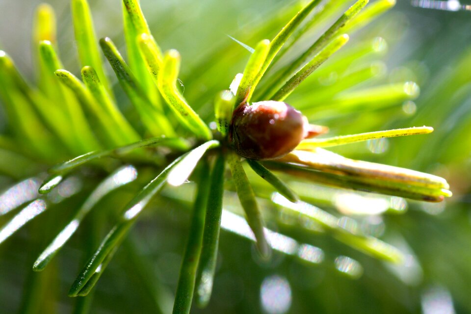 Spring green shoot macro pine needle