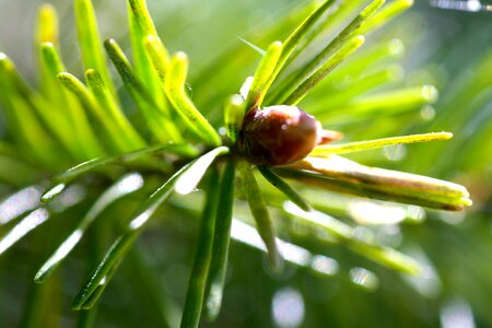 Spring green shoot macro pine needle photo