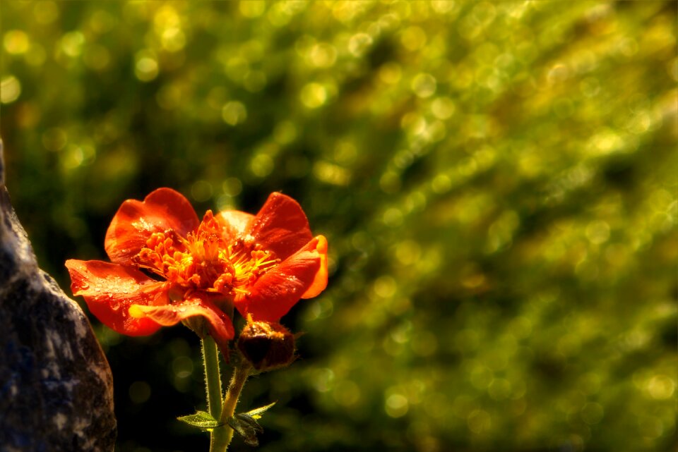 Flower plant spring