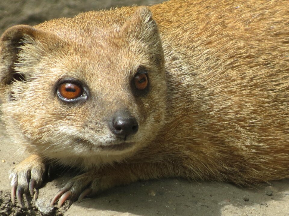 Beautiful nature mammal