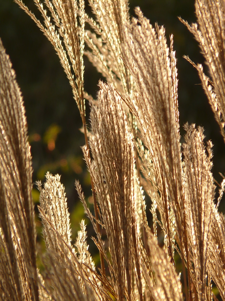 Licorice poaceae silver spring photo