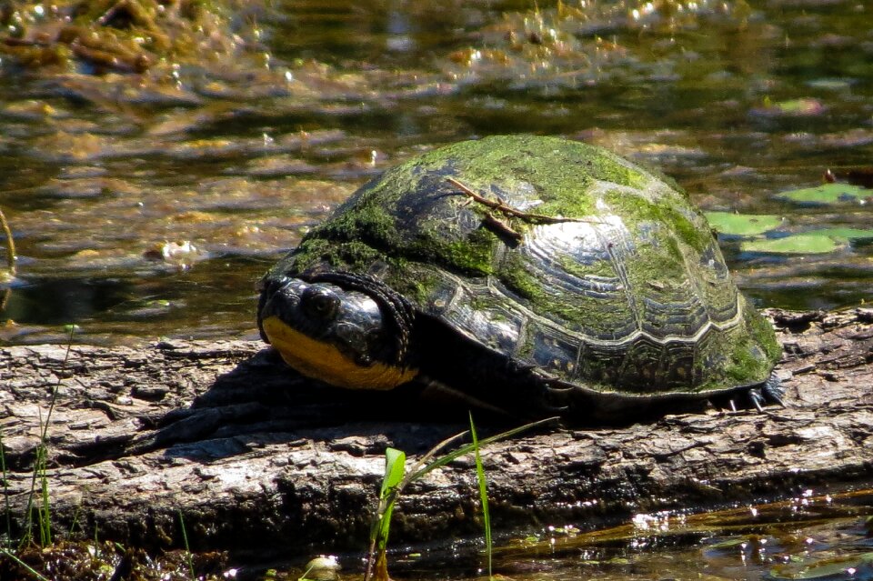 Turtles blanding's turtle