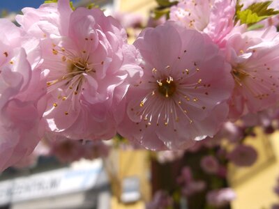 Blossom bloom close up