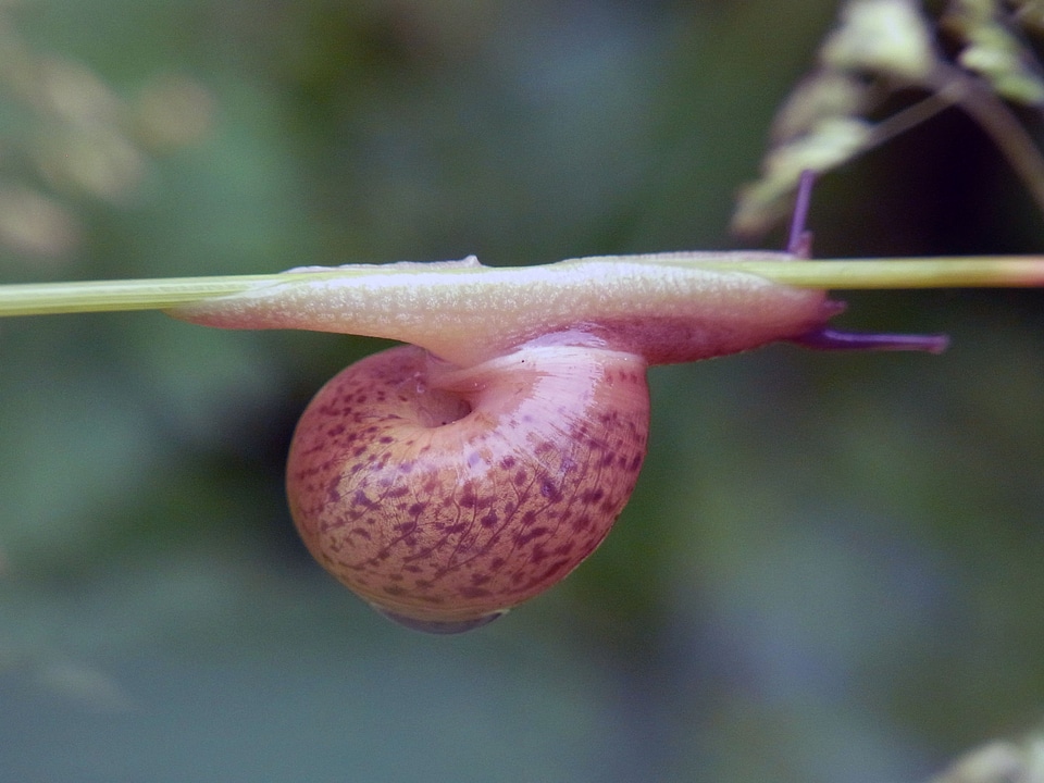 Forest water mollusk