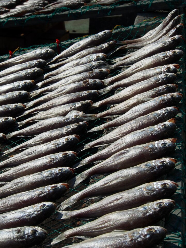 Fish fishing dry