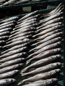 Fish fishing dry