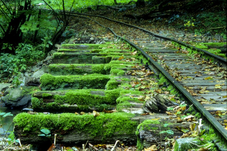 Forest spring