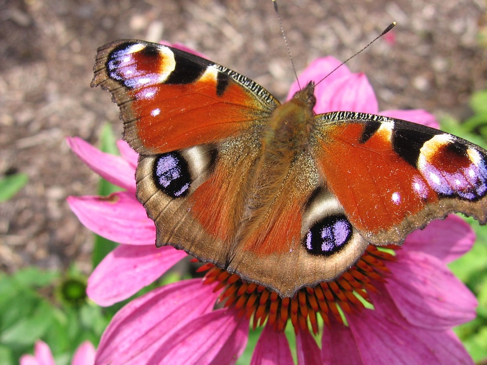 Butterfly peacock butterfly insect