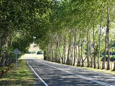 Trees path southern chile