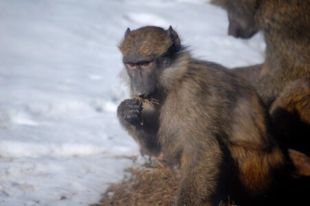 Wildlife nature wild