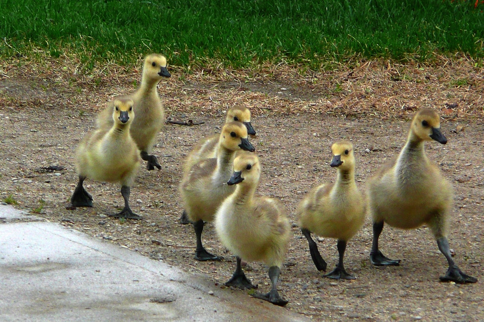 Young feathered wildlife