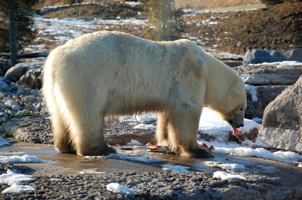 Carcass bear polar