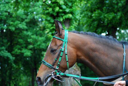 Race horses racecourse photo